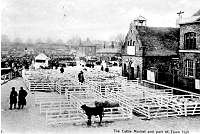 cattle market