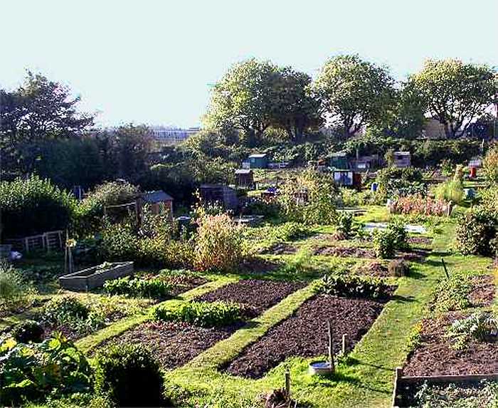 Campbell Road allotments (photo: Harold Wyld)