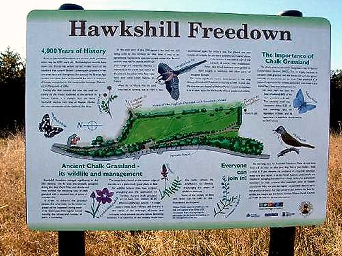 Hawkshill Freedown (photo: Gerry Costa)