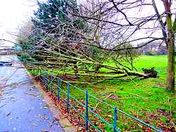 Uprooted tree at Walmer Meadows (photo: Rob Riddle)