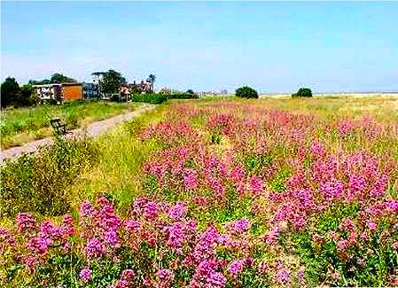 Walmer beach in June (photo: Harold Wyld)